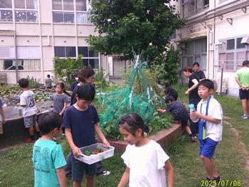 野菜を収穫する様子