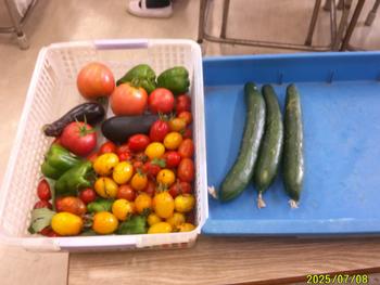 収穫した野菜