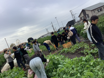 収穫体験の様子