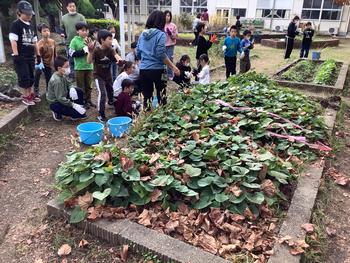 さつまいもを掘る児童