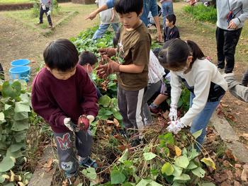 さつまいもを掘る児童