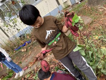 さつまいもを掘る児童