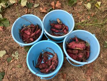 収穫したさつまいも