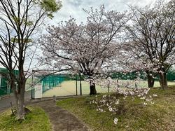 R6年度　校内桜の風景