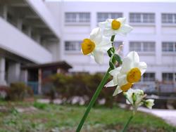 学校風景