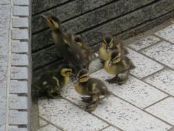 カルガモ