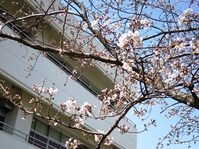 桜