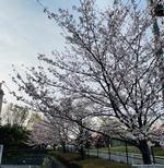 正門の桜