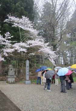 白河の関跡　桜