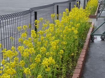 グランド花壇の 菜の花 16年3月11日更新 市ケ尾中学校