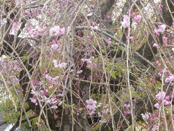 桜の風景 年3月30日更新 市ケ尾中学校