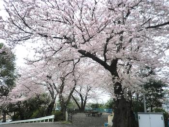 校内桜写真