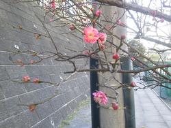 梅の花