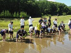 田植え