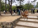 奈良公園の様子２