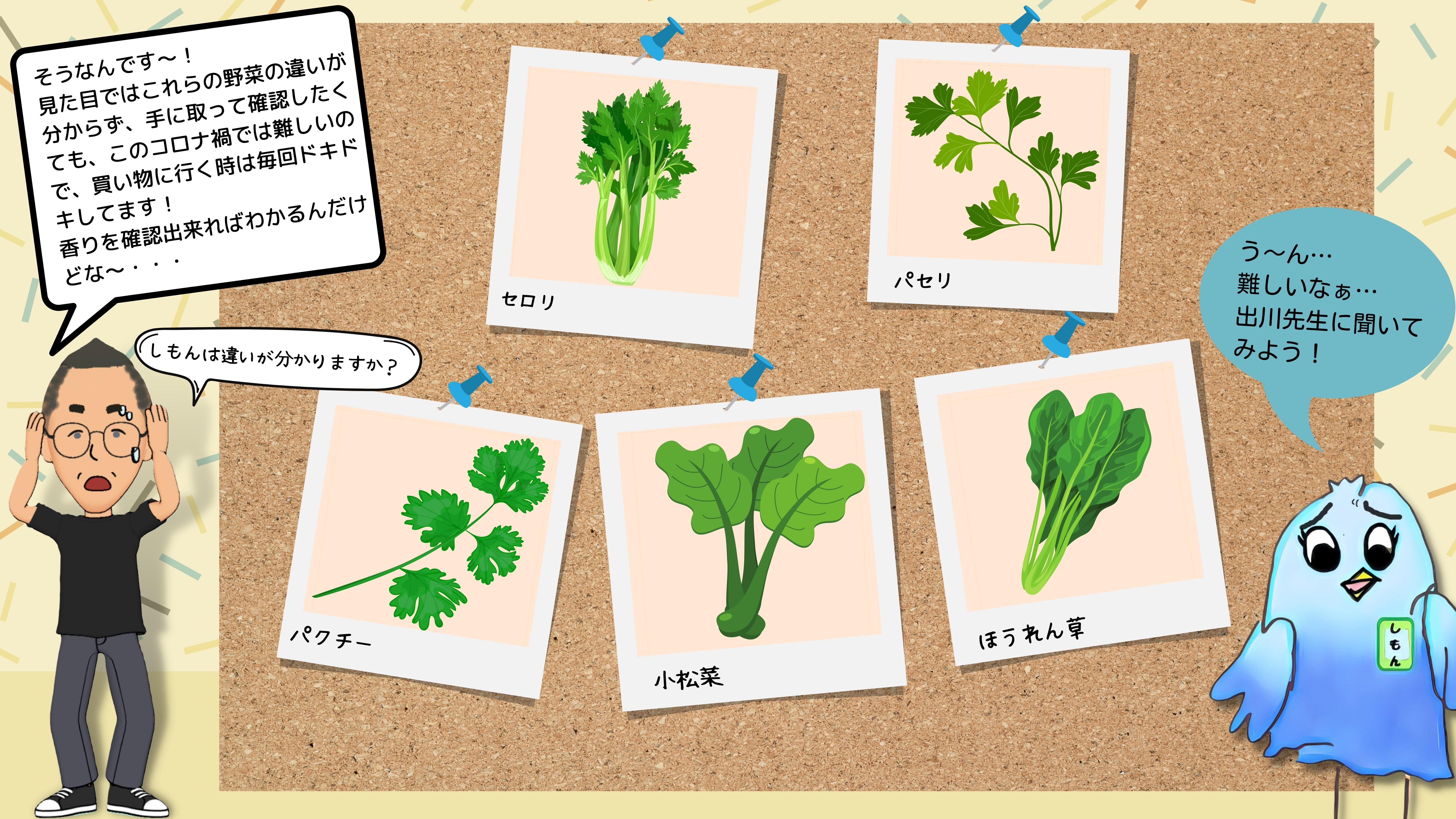 よしき：そうなんです～！見た目ではこれらの野菜の違いが分からず、手に取って確認したくても、このコロナ禍では難しいので、買い物に行く時は毎回ドキドキしてます！香りを確認出来ればわかるんだけどな～・・・　しもんには違いがわかりますか？　　しもん：難しいな、出川先生に聞いてみよう。　　セロリの画像・パセリの画像・パクチーの画像・小松菜の画像・ほうれん草の画像。すべて緑の葉っぱ野菜。