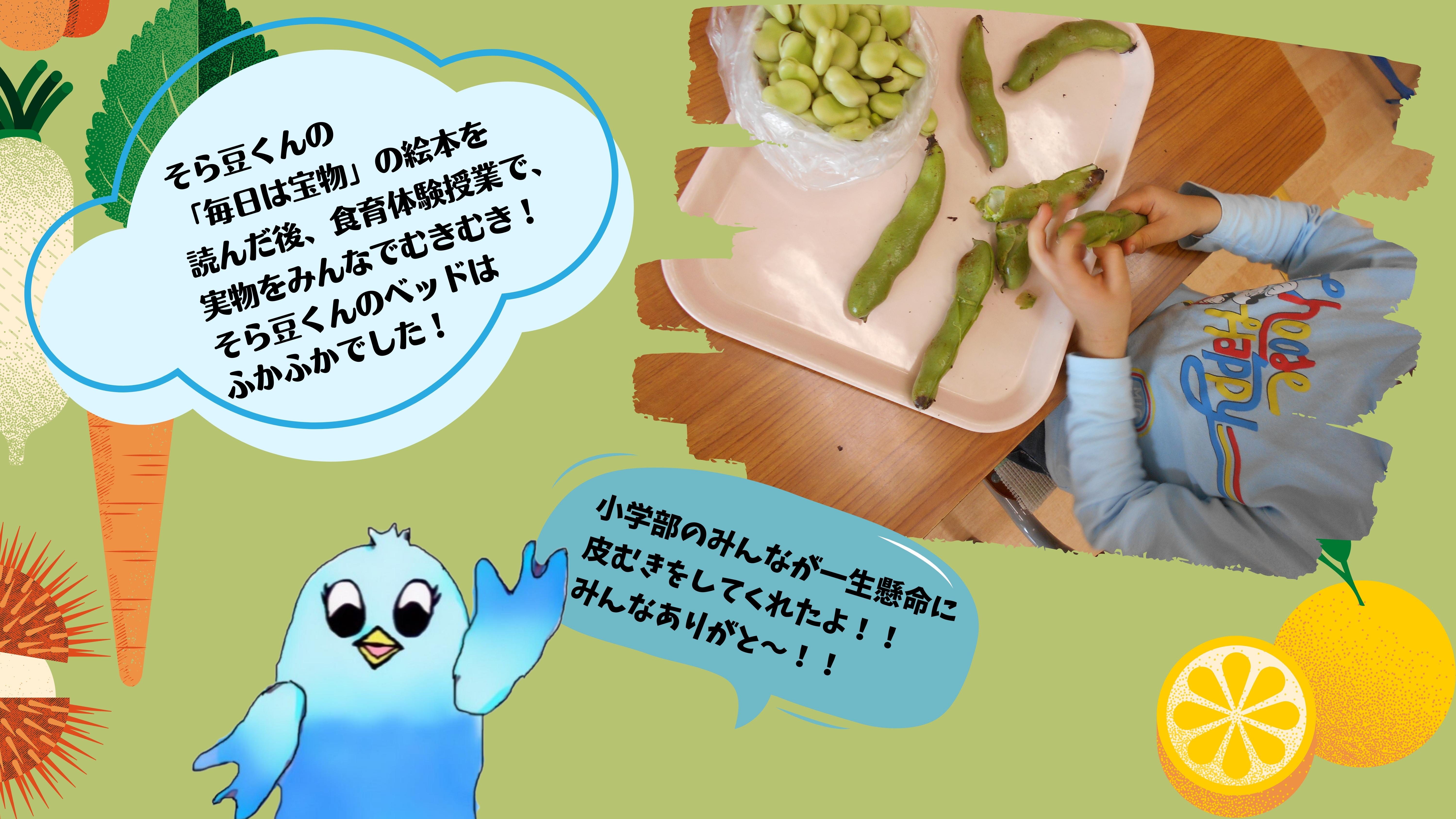 そら豆くんの 「毎日は宝物」の絵本を 読んだ後、食育体験授業で、 実物をみんなでむきむき！ そら豆くんのベッドは ふかふかでした！　そら豆は空に向かって実がなるので、「そら豆」と言います。また、中の白い綿が豆をつつんでいて、 蚕に似ていることから、その字をあてて、 「蚕豆(そら豆)」とも言うそうです。