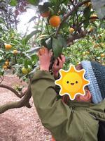 木の上の方にあるみかんを取っています。
