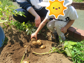 掘ったじゃがいもに手を伸ばして確かめています。