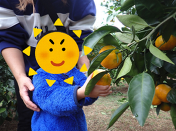 みかんを両手で持ち、引っ張ってとることができました。