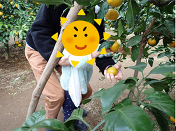自分でみかんの木に手を伸ばし、見つけたみかんを触っています。